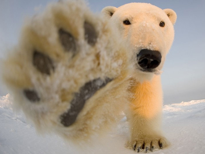 Stručnjaci kažu da je na svijetu ostalo još oko 25 000 polarnih medvjeda. Ovo je jedan od njih.