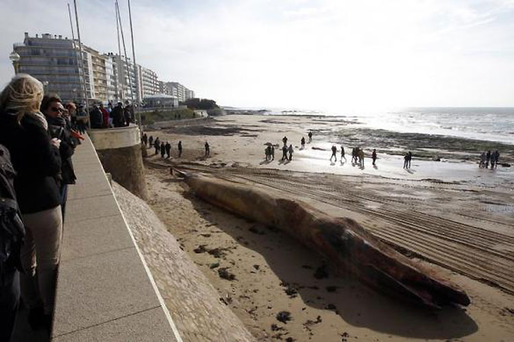 Ljudi gledaju u 18 metara dugačkog preminulog kita koji je otkriven na plaži rano ujutro u "Les Sables d'Olonne", u zapadnoj Francuskoj...