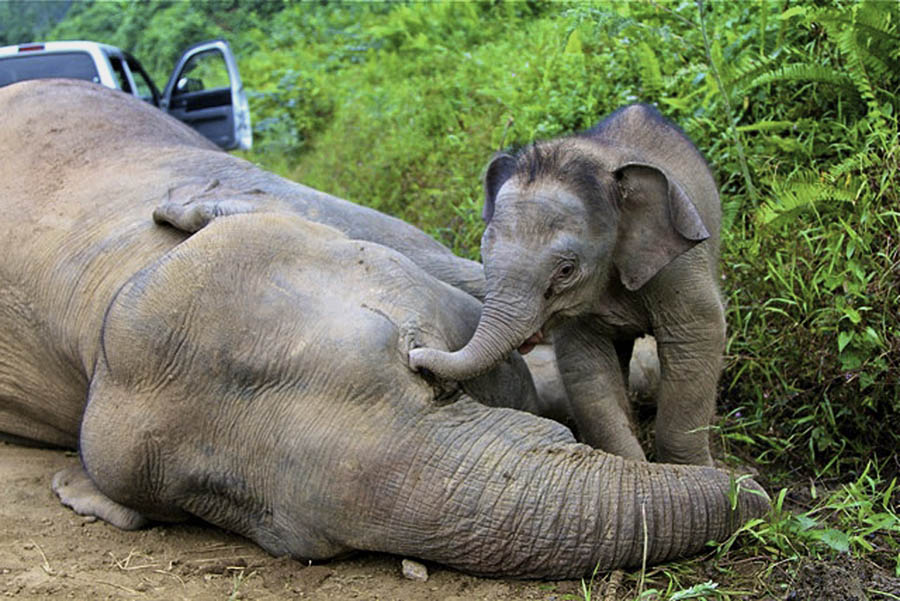 Malezija, država Sabah - mladunče patuljastih slonova (rijetka i ugrožena vrsta) pokušava da probudi otrovanu majku...