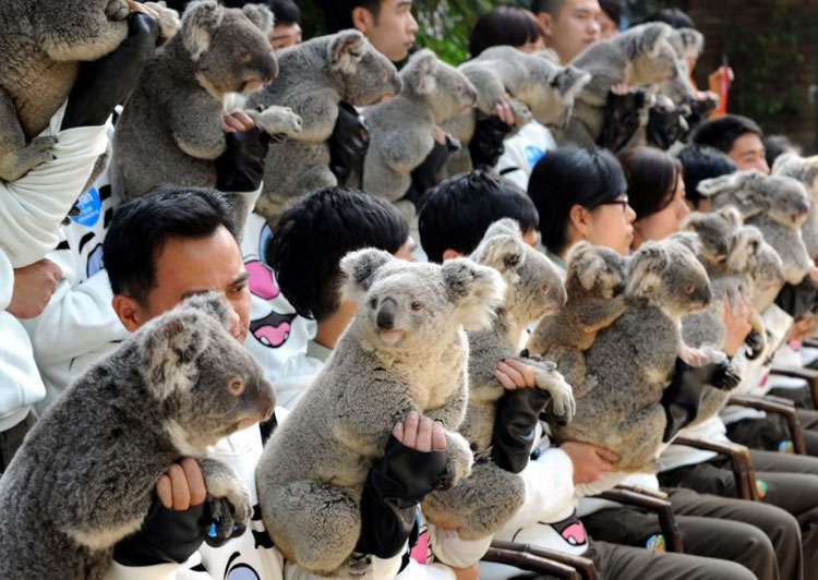 Više od 20 koala nalazi se u Safari Parku u Kini