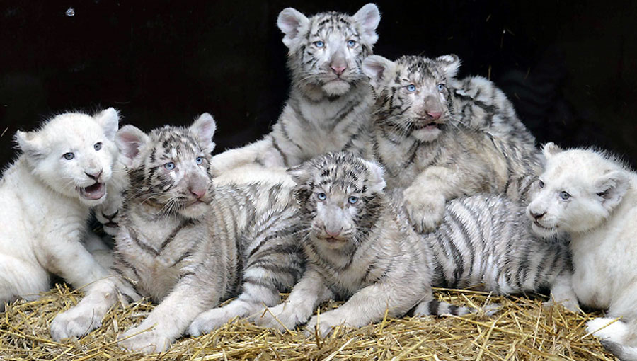 Četiri bijela lava i četiri tigra fotografisani su u Serengeti parku u Hodenhagenu na sjeveru Njemačke...