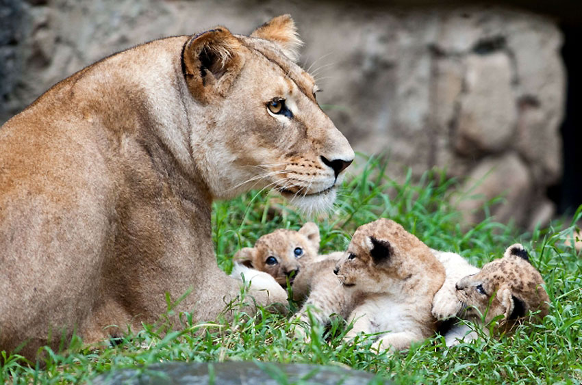 Lavica sa svojim mladuncima u kolumbijskom zoološkom vrtu u Kaliju...