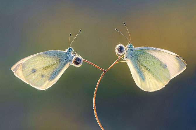 Dva leptira kupusara odmaraju se na biljci, čekajući sunce