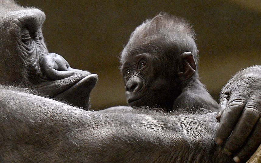 Mladunče gorile u zagrljaju svoje majke u zoološkom vrtu u Njemačkoj