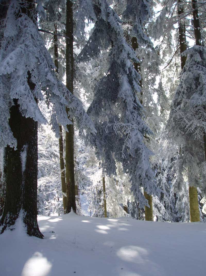 ponedjeljak 25.2.2013. / Srđan Čavić, Zima na Mrakovici