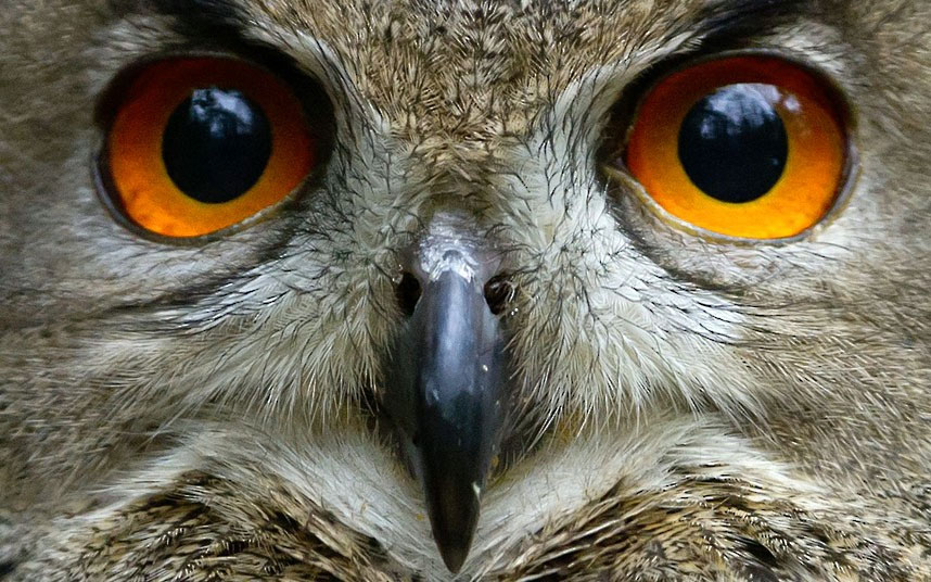Oči ptice