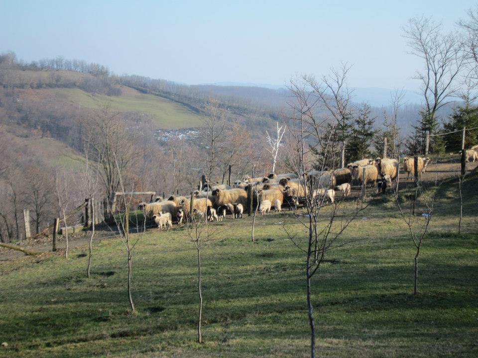 Martovsko jutro na Kozari..