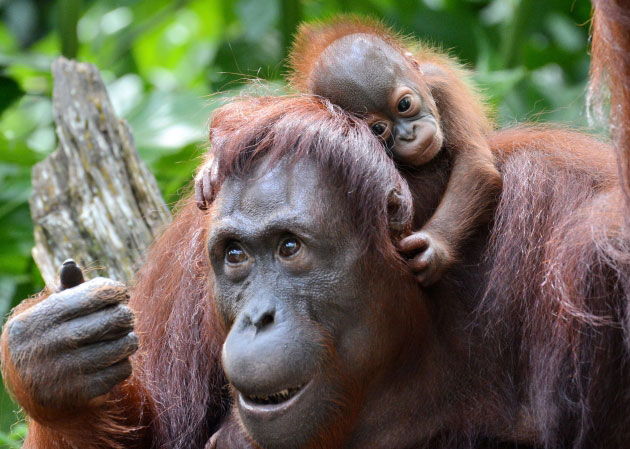 Mladunče orangutana sa majkom u zoološkom vrtu u Singapuru