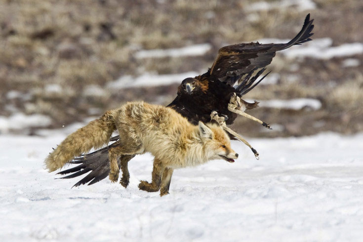 Orao napada lisicu tokom tradicionalnog godišnjeg lova u Kazahstanu