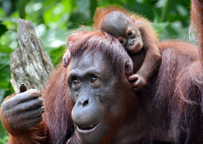 Mladunče orangutana sa majkom u zoološkom vrtu u Singapuru...