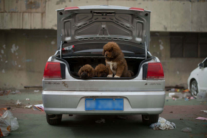 Mastifi, psi čija cijena dostiže oko 750.000 američkih dolara, postali su željeni statusni simbol među kineskim bogatašima...