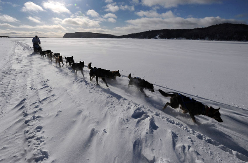 Čuvena trka pasa sa saonicama "Iditarod" održava se na Aljasci...