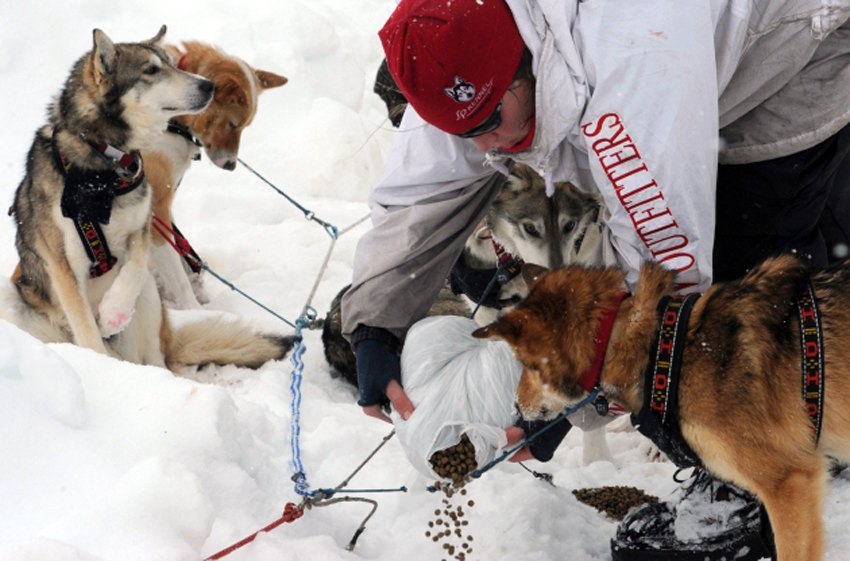 Čuvena trka pasa sa saonicama "Iditarod" održava se na Aljasci...