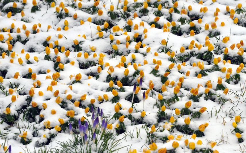 Drezden: Tulipani u snijegu..