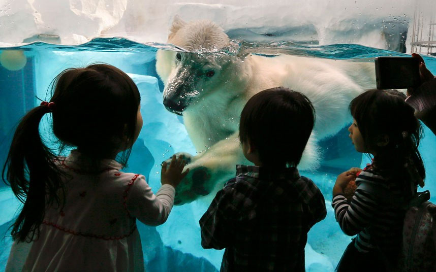 Polarni medvjed u dodiru sa djecom kroz staklo u zoološkom vrtu u Tokiju