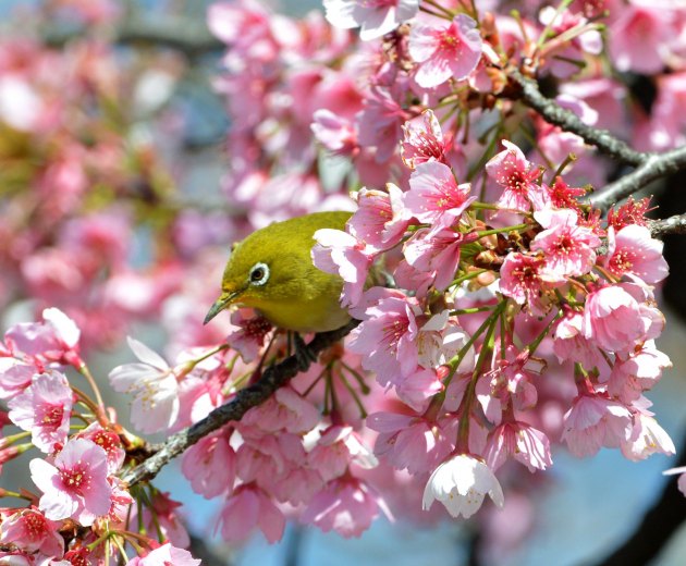 Cvjetanje trešanja u Јapanu..