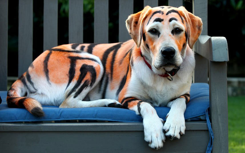 Brizbejn - Lajlo, desetomjesečni labrador   obojen  kao tigar