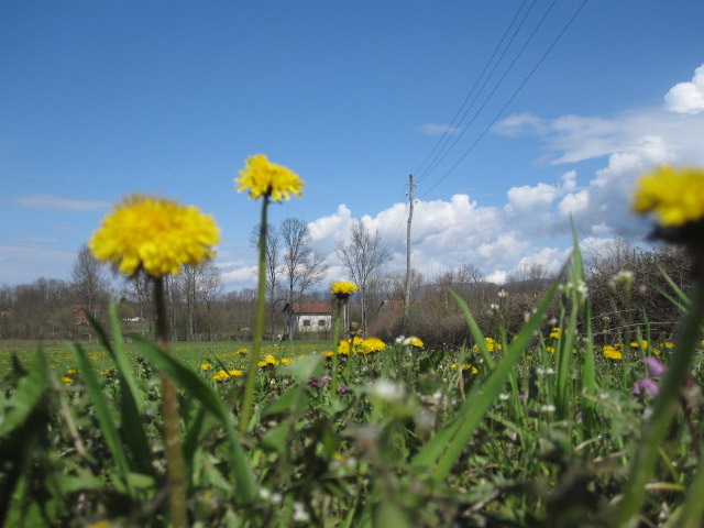 Utorak 16. april 2013. / Ljubica Kreško Romanić, Niševići