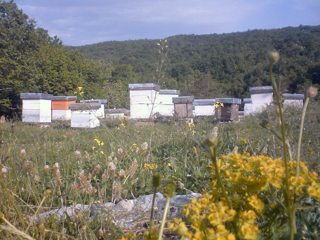 četvrtak 15. maj 2013. / Marko Lugonja, selo Žabica