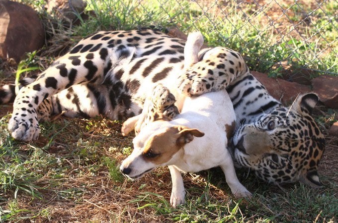 Dva neobična drugara, leopard i pas