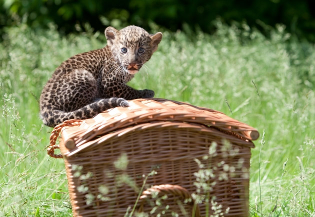 Mladunče leoparda, po imenu Timang, prvi put je prikazano u javnosti u zoološkom vrtu "Tierpark" u Berlinu.