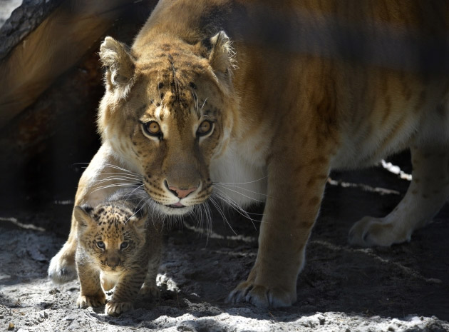 Zoološki vrt u ruskom gradu Novosibirsku može da se pohvali neobičnim stanovnicima - liligerima - jedinstvenim životinjama čiji je otac lav, a majka liger (hibrid lava i tigra). Prvi liliger je rođen prošle godine, a sada su rođena još tri - sva tri ženke. Na fotografiji je mali liliger sa majkom Zitom.