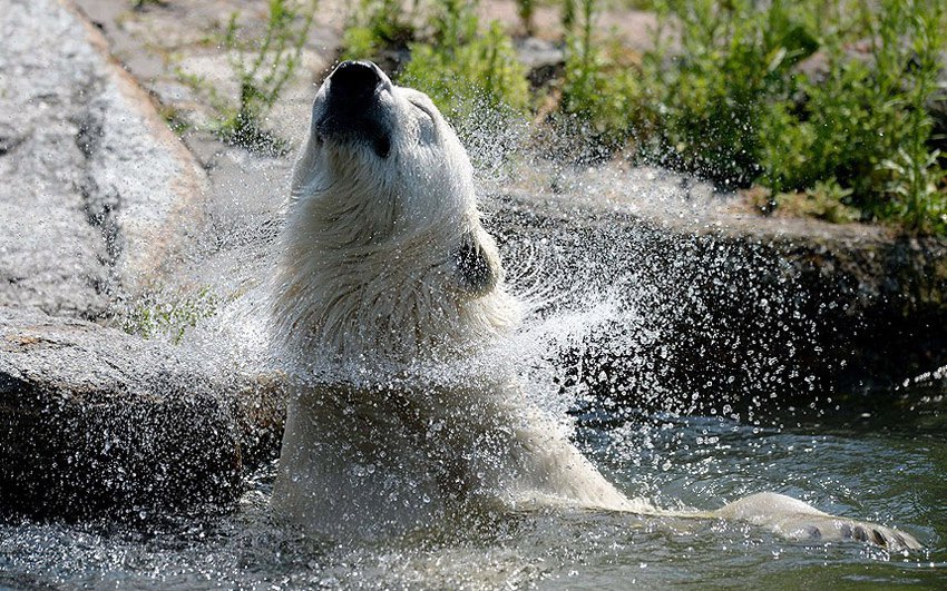 Polarni medvjed se rashlađuje u svom bazenu u zoo vrtu u Berlinu (Njemačka)...