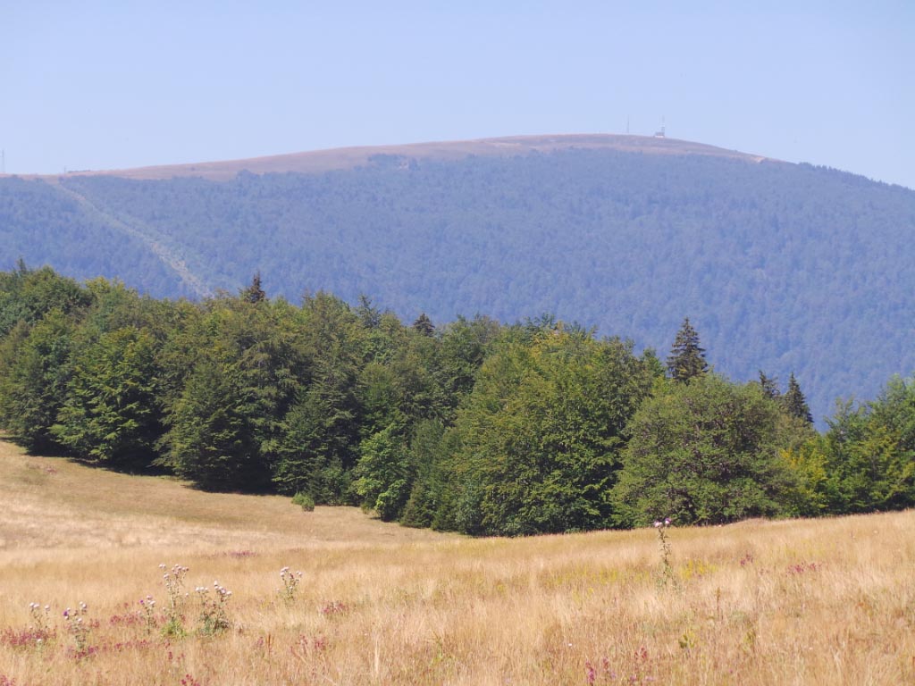 Kupreška visoravan – Obronci Stožera i Crnog Vrha (foto: Predrag Bratić)