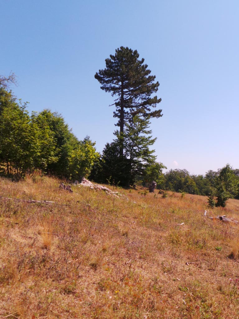 Kupreška visoravan – Obronci Stožera i Crnog Vrha (foto: Predrag Bratić)