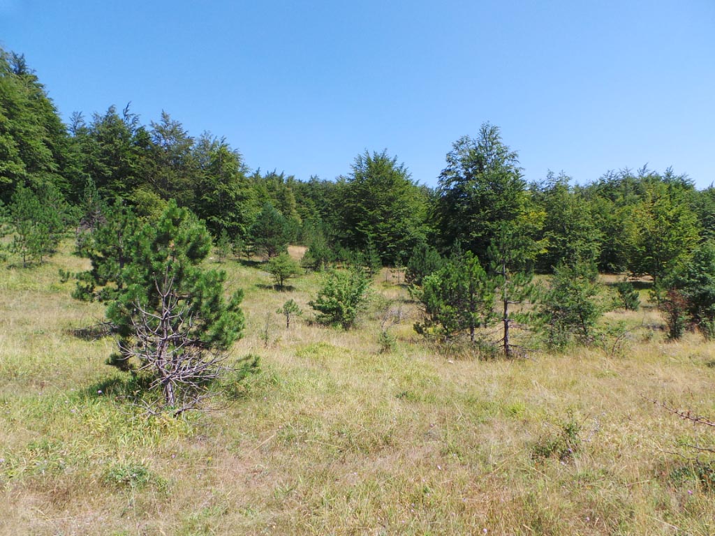 Kupreška visoravan – Obronci Stožera i Crnog Vrha (foto: Predrag Bratić)