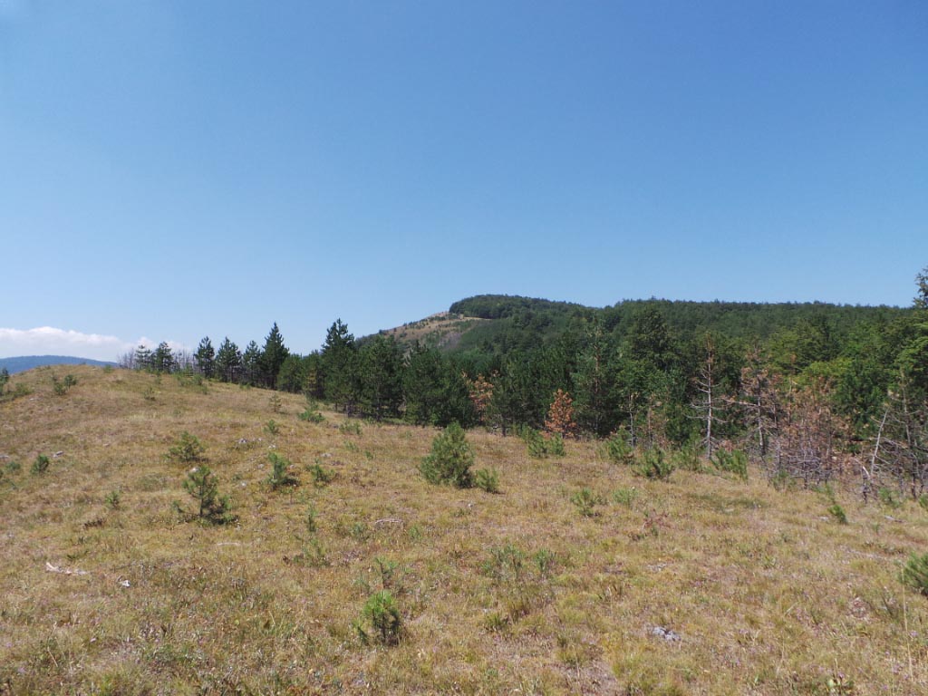 Kupreška visoravan – Obronci Stožera i Crnog Vrha (foto: Predrag Bratić)