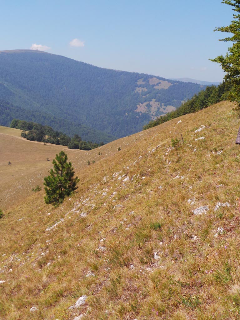 Kupreška visoravan – Obronci Stožera i Crnog Vrha  (foto: Predrag Bratić)