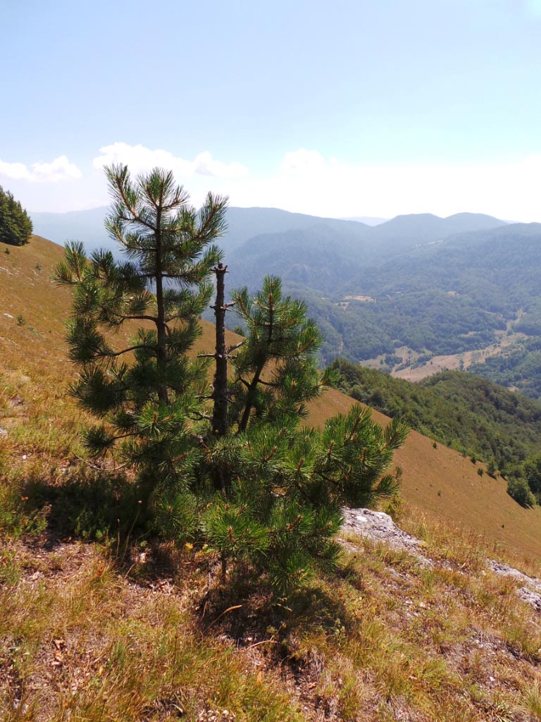 Kupreška visoravan – Obronci Stožera i Crnog Vrha (foto: Predrag Bratić)