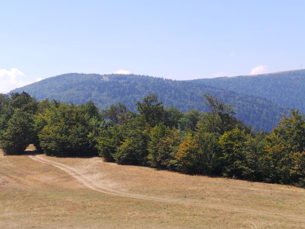 Kupreška visoravan – Obronci Stožera i Crnog Vrha  (foto: Predrag Bratić)