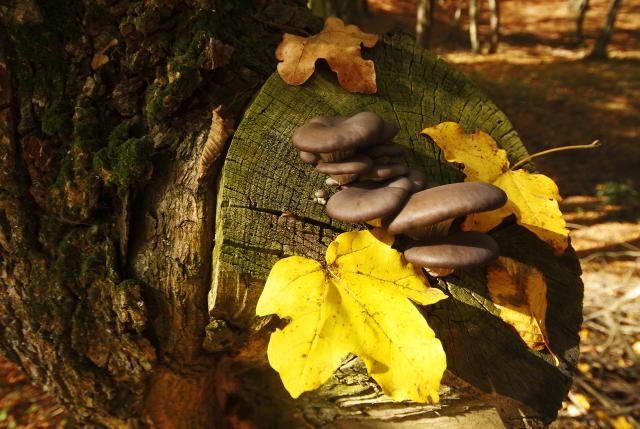 Sva raskoš jesenjih boja - Nacionalni park Fruška gora