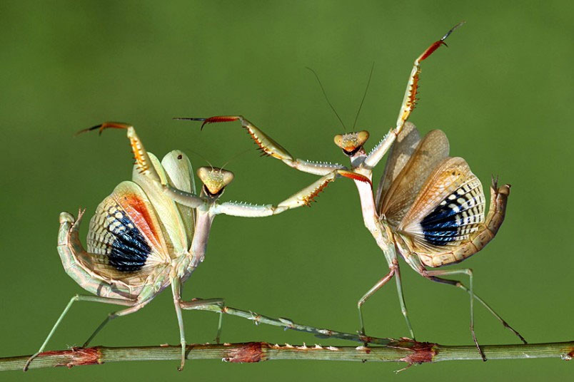 Fotografija koja je ušla u finale  takmičenja Sony World Photography u kategoriji Priroda