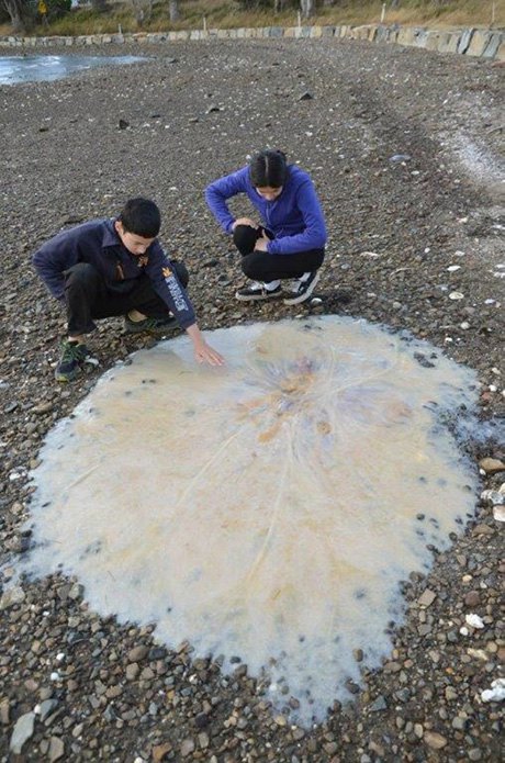 Tasmanija: DŽinovska meduza nasukala se na australijskoj plaži u blizini Hobarta. Meduza je veličine jedan i po metar.