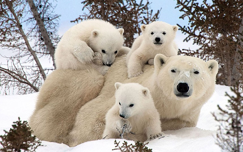 Mladunčad polarnog medvjeda, Manitoba/Kanada