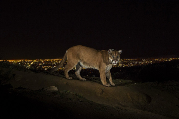 Puma u mraku, Los Anđeles... (Foto: Steve Winter)