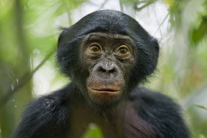 Petogodišnji bonobo u rezervatu u Kongu... (Foto: Christian Ziegler)