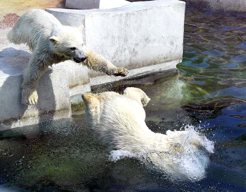 Igra polarnih medvjeda u zoološkom vrtu u Moskvi