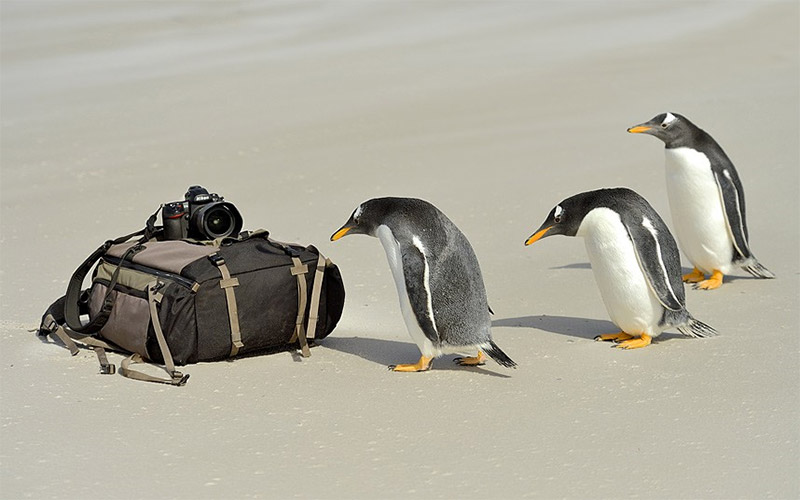 Grupa znatiželjnih pingvina gnjave fotografa