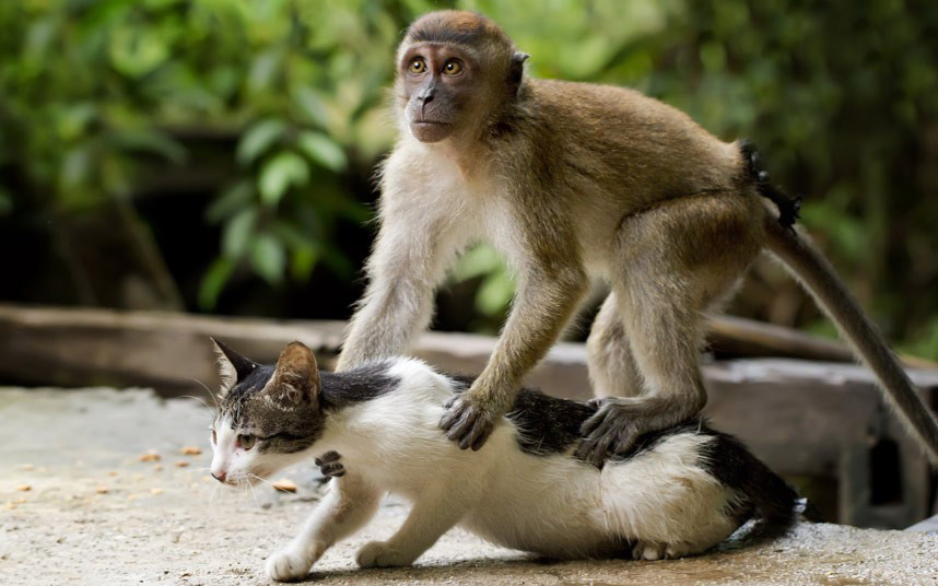 Fotografija prijateljstva snimljena u Indoneziji prikazuje mačku kako uživa u masaži leđa "macaque" majmuna...