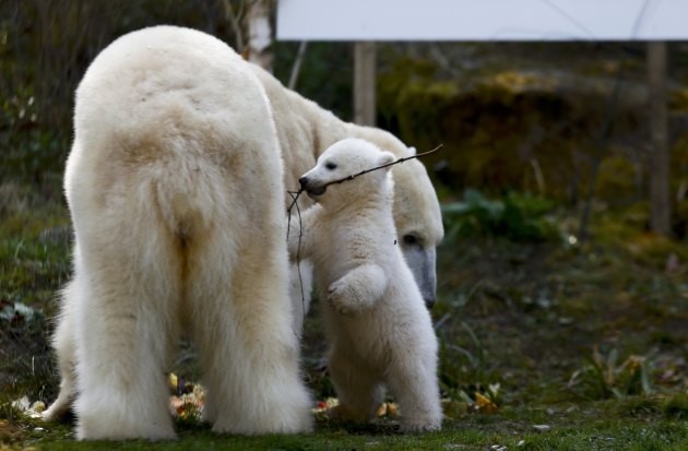 Upoznajte, Nelu i Nobija, mladunče polarnog medvjeda za koje nema ništa ljepše nego da se valjaju po travi u svom ograđenom prostoru...