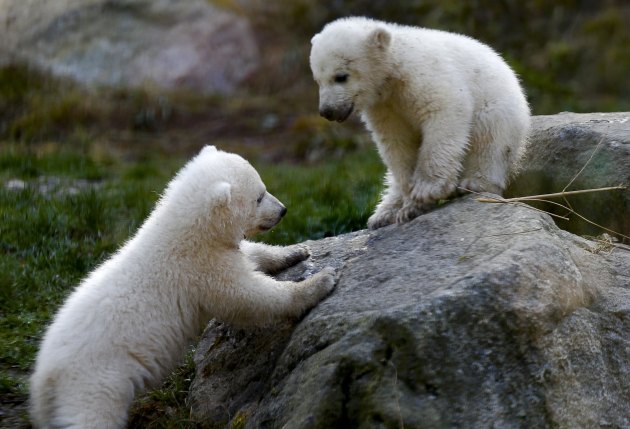 Blizanci polarnog medvjeda rođeni su devetog decembra u zoo-vrtu "Helabrun" u Minhenu (Njemačka), gdje su juče i zvanično kršteni...
