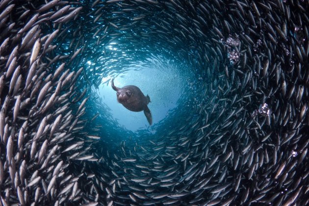 Izgleda kao režirana scena, dok morski lav široko otvorenih očiju izleće iz tunela srebrnih riba... (Foto: Profimedia.rs)