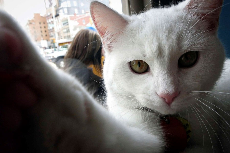 Mačke iz Njujorka na četiri dana dobile kafeteriju u centru grada