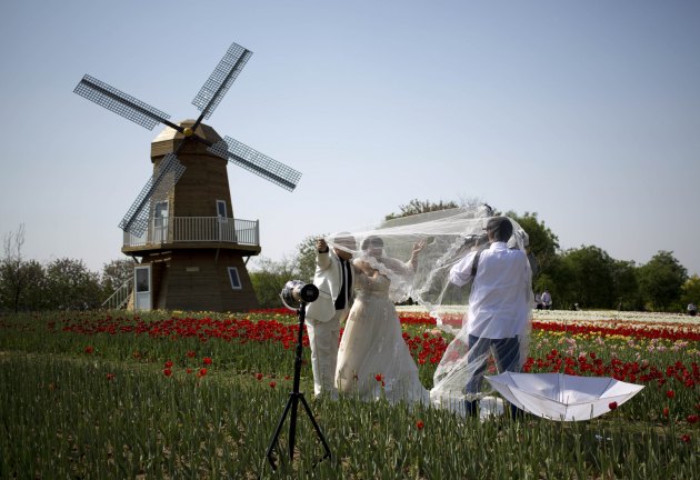 Mladenci se slikaju u polju lala, ispred replike holandske vjetrenjače u Pekingu...