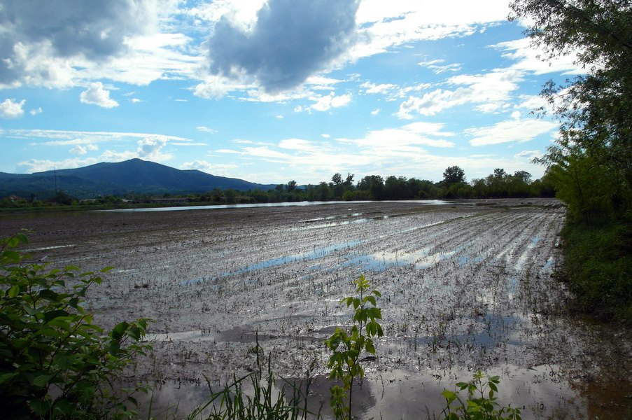 Petrovo, RS: Poplavljena oranica  (Foto: Ozren Јorganović / RTRS)