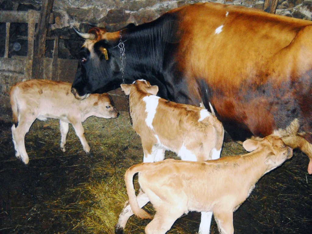 Foča: Krava Gorava otelila  trojke